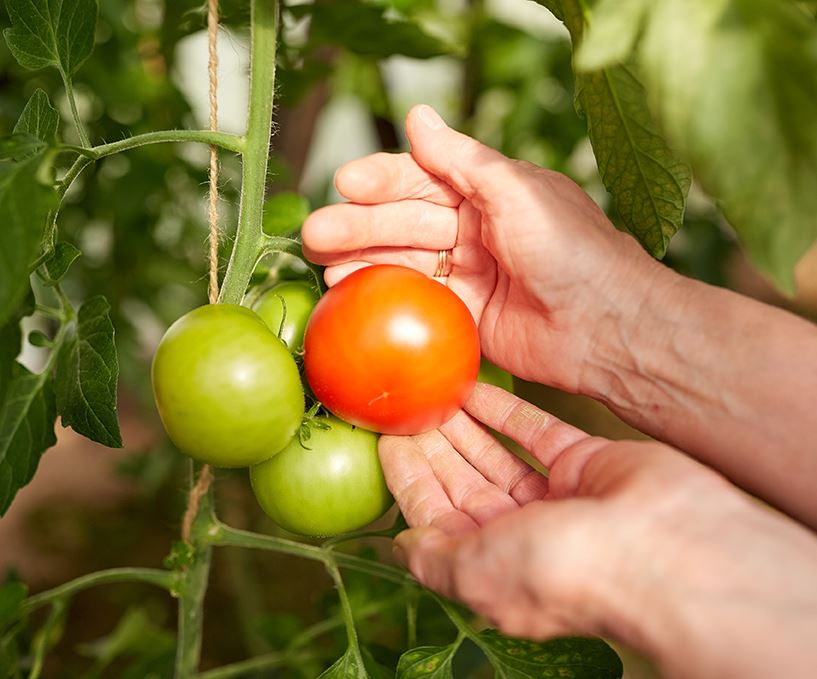 Tomates de La Cañada de San Urbano