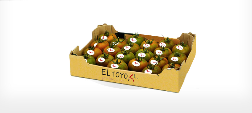 Tomate liso